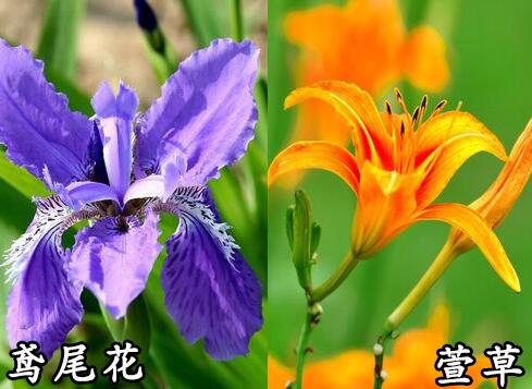  萱草和鳶尾的區別「常綠鳶尾和常綠萱草有什么區別」 
